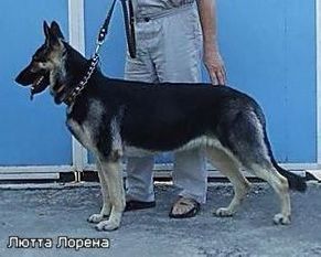 Lyutta Lorena Lyutta Lorena