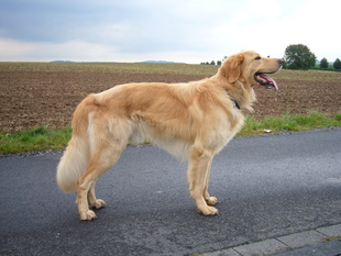 Baak von Diefhausen Baak von Diefhausen