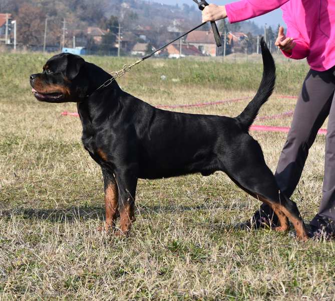 Image Result For Rottweiler Ki Photo