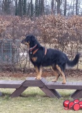 Balu vom Vierseitenhof Balu vom Vierseitenhof