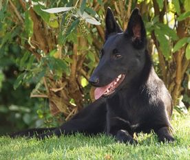 Gipsy Perro de la Casa Negra Gipsy Perro de la Casa Negra