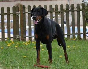 Grande Noblesse Absolute Ace Grande Noblesse Absolute Ace