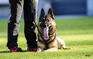 Henrik vom Wolfsheim Henrik vom Wolfsheim