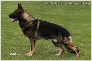 Cash vom schwarzen Ninja Cash vom schwarzen Ninja