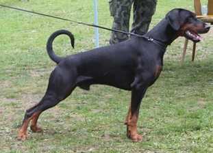 Rocco vom Hellerwald Rocco vom Hellerwald
