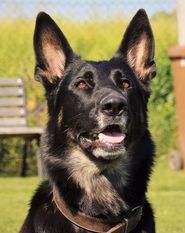 Zara von der Krotteeck Zara von der Krotteeck