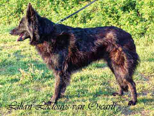 Lilian Ladouys van Oscarli Lilian Ladouys van Oscarli