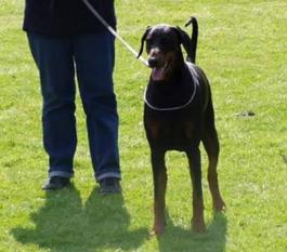 Faith Latoya van de Dobermann-Borgh Faith Latoya van de Dobermann-Borgh