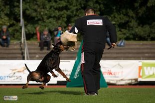 Buddy vom Hexenzauber Buddy vom Hexenzauber