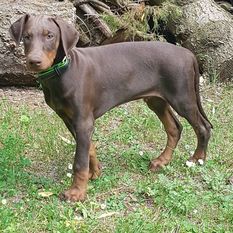 Don Diego von IL Dottore Don Diego von IL Dottore