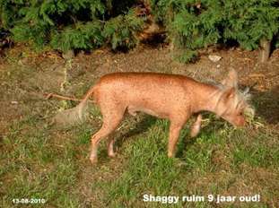 Naughty Shaggy Of Gizzy's Home Naughty Shaggy Of Gizzy's Home
