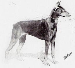Anka von der Wickenburg Anka von der Wickenburg