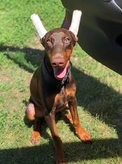 Fram European K9 training base Fram European K9 training base