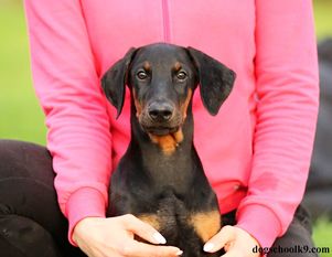 Expert European K9 training base Expert European K9 training base