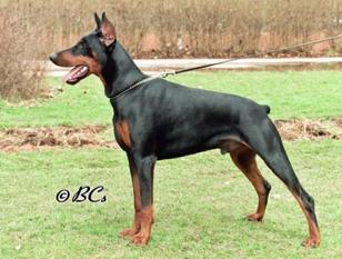 Prinz Flegon Vaic Stam Prinz Flegon Vaic Stam