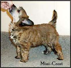 Mini-crest Frazze Mini-crest Frazze
