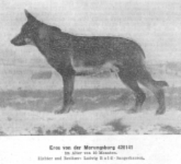 Eros von der Morungsburg Eros von der Morungsburg