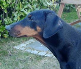 Ebony von der Horringhauser Höh Ebony von der Horringhauser Höh