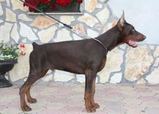 Pasha von Hunnoterra Pasha von Hunnoterra
