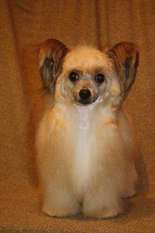 Opus Palmare Darrel Opus Palmare Darrel
