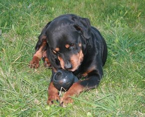 Tess( LOF 49447/9626) Tess( LOF 49447/9626)