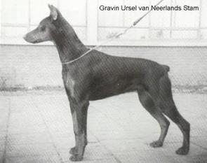 Gravin Ursel van Neerlands Stam (nhsb 235084) Gravin Ursel van Neerlands Stam (nhsb 235084)
