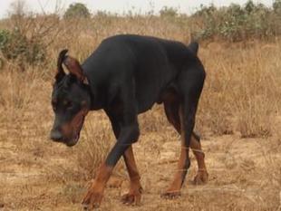 Nixalecto Aquiles Nixalecto Aquiles