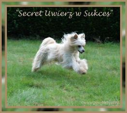 Secret Uwierz W Sukces Secret Uwierz W Sukces