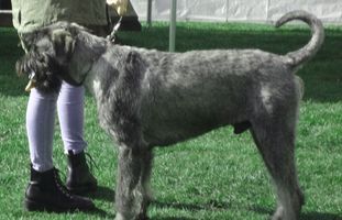 K9 Krümel vom schwarzen Ritter K9 Krümel vom schwarzen Ritter