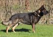 KENNEL SALTZAL