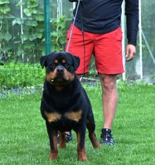 Bosco vom Hanfburg Bosco vom Hanfburg