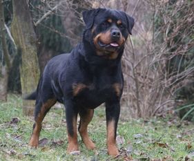 Iltis von Wölpinghausen Iltis von Wölpinghausen