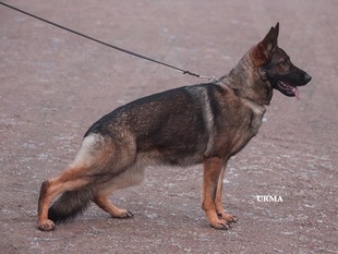 Gråmanns Åmira Gråmanns Åmira