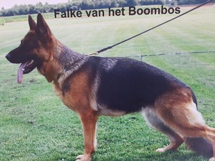 Falke van het Boombos Falke van het Boombos