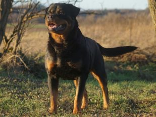 Gitano von Wölpinghausen Gitano von Wölpinghausen