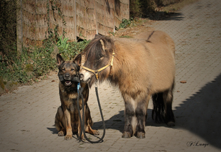 Rocky von der Altmurg Rocky von der Altmurg