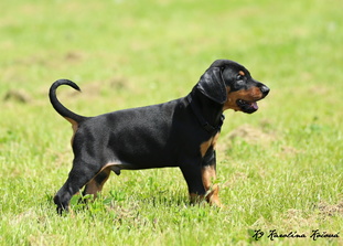 Demon European K9 training base Demon European K9 training base