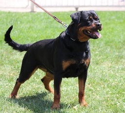 Wanna vom Steintor Rott Wanna vom Steintor Rott
