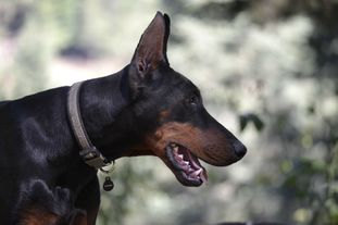 Tara de Casta Negra Tara de Casta Negra