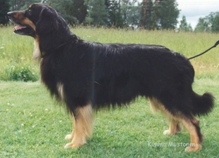 Hoffiloves Ragamuffin Hoffiloves Ragamuffin