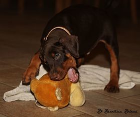 Freddy European K9 training base Freddy European K9 training base