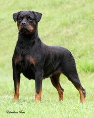 Mikka von BR Norden Mikka von BR Norden
