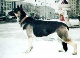 BAYRON CHER BAYRON CHER