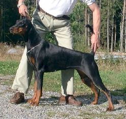 Doberpride's Black Dolva Doberpride's Black Dolva