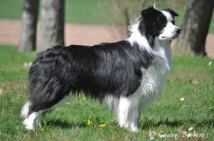 Borderdreams Black Velvet von der Boeler-Heide Borderdreams Black Velvet von der Boeler-Heide
