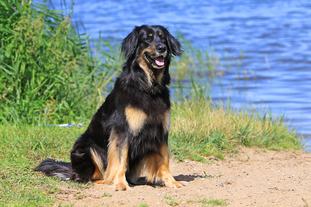 Enie ex Canis Lupus Enie ex Canis Lupus