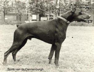Björn van de Dannenburgh Björn van de Dannenburgh