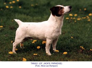 Tango of Jack's Paradise Tango of Jack's Paradise