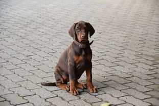 Wanda vom Waldwinkel Wanda vom Waldwinkel