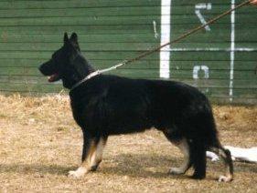 Loyd RKF R 1321457 (Kropina) Loyd RKF R 1321457 (Kropina)